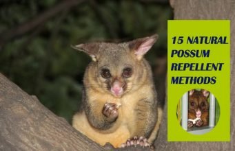 How To Get Rid Of Possum – 15 Natural Possum Repellent Methods How To Get Rid Of Possum Naturally