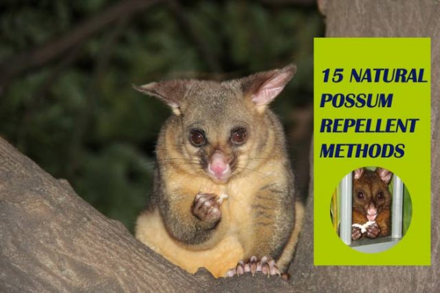 How To Get Rid Of Possum Naturally