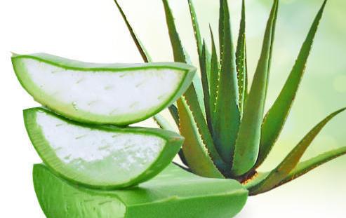 aloe vera Keloid On Nose Piercing Treatment