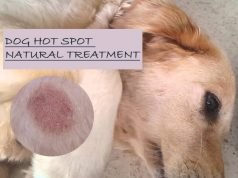 15 Natural Home Remedies For Dog Hot Spot Treatment Natural Home Remedies For Dog Hot Spot Treatment