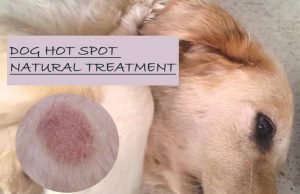 15 Natural Home Remedies For Dog Hot Spot Treatment Natural Home Remedies For Dog Hot Spot Treatment