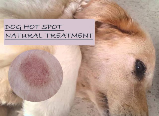 Natural Home Remedies For Dog Hot Spot Treatment