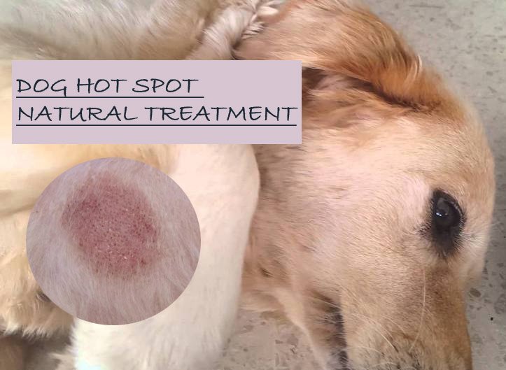 healing hot spots on dogs naturally