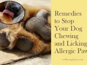 Home Remedies to Stop Your Dog Chewing and Licking Allergic Paws
