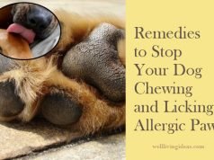 10 Easy Home Remedies to Stop Your Dog Chewing and Licking Allergic Paws Home Remedies to Stop Your Dog Chewing and Licking Allergic Paws