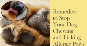 10 Easy Home Remedies to Stop Your Dog Chewing and Licking Allergic Paws Home Remedies to Stop Your Dog Chewing and Licking Allergic Paws