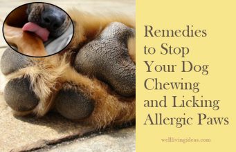 10 Easy Home Remedies to Stop Your Dog Chewing and Licking Allergic Paws Home Remedies to Stop Your Dog Chewing and Licking Allergic Paws