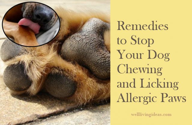 Home Remedies to Stop Your Dog Chewing and Licking Allergic Paws