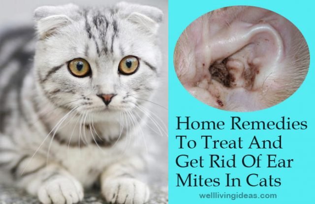 Home Remedies To Treat And Get Rid Of Ear Mites In Cats