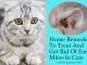16 Effective Home Remedies To Treat And Get Rid Of Ear Mites In Cats Home Remedies To Treat And Get Rid Of Ear Mites In Cats