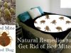 20 Natural Home Remedies to Get Rid of Bed Mites (Dust Mites in Bed) Home Remedies to Get Rid of Bed Mites