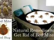 20 Natural Home Remedies to Get Rid of Bed Mites (Dust Mites in Bed) Home Remedies to Get Rid of Bed Mites