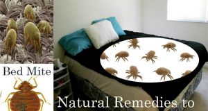 20 Natural Home Remedies to Get Rid of Bed Mites (Dust Mites in Bed) Home Remedies to Get Rid of Bed Mites