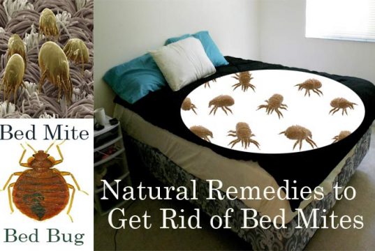 20 Natural Home Remedies to Get Rid of Bed Mites (Dust Mites in Bed) Home Remedies to Get Rid of Bed Mites