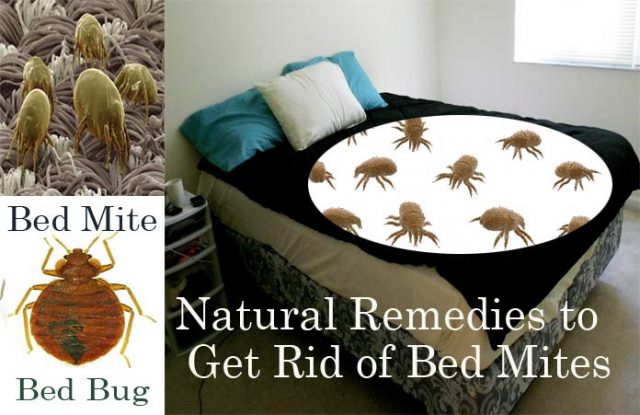 Home Remedies to Get Rid of Bed Mites