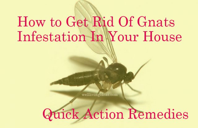 how to get rid of gnats in house naturally