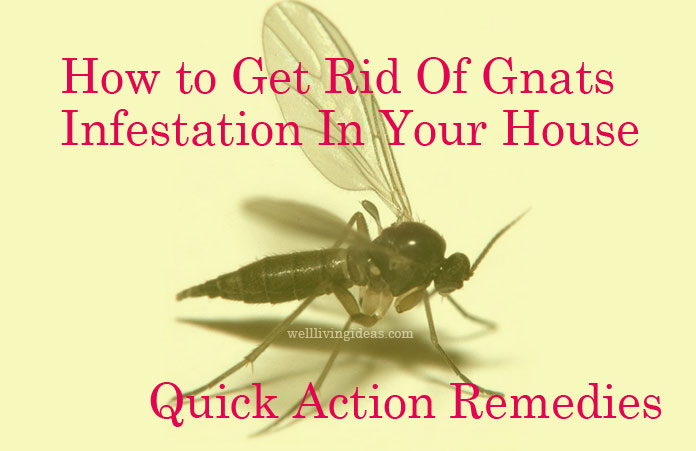 25 Quick Action Home Remedies To Get Rid Of Gnats Infestation In Your House - How To Get Rid Of Gnats In The House