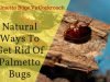 rid ways natural palmetto bugs cockroach cricopharyngeal spasm