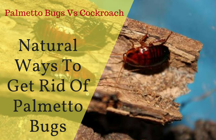 Natural Ways To Get Rid Of Palmetto Bugs Florida