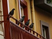 20 Home Remedies to Get Rid of Pigeons Naturally and Easily Home Remedies to Get Rid of Pigeons Naturally