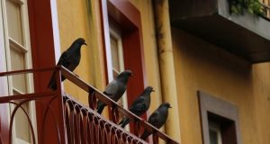 20 Home Remedies to Get Rid of Pigeons Naturally and Easily Home Remedies to Get Rid of Pigeons Naturally