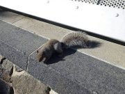 20 Natural Ways to Keep Squirrels Away from Your Yard Natural Ways to Keep Squirrels Away from Your Yard