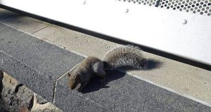 20 Natural Ways to Keep Squirrels Away from Your Yard Natural Ways to Keep Squirrels Away from Your Yard