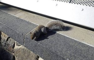 20 Natural Ways to Keep Squirrels Away from Your Yard Natural Ways to Keep Squirrels Away from Your Yard