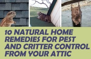 10 Natural Home Remedies For Pest and Critter Control From Your Attic Natural Ways To Get Rid Of Critter From Your Attic