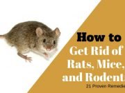 21 Easy and Inexpensive Home Remedies to Get Rid of Rats, Mice, and Similar Rodents Home Remedies to Get Rid of Rats, Mice, and Rodent