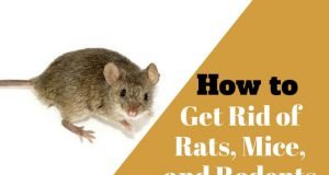 21 Easy and Inexpensive Home Remedies to Get Rid of Rats, Mice, and Similar Rodents Home Remedies to Get Rid of Rats, Mice, and Rodent