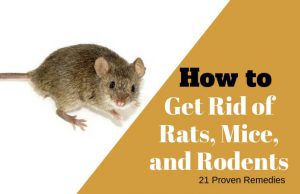 21 Easy and Inexpensive Home Remedies to Get Rid of Rats, Mice, and Similar Rodents Home Remedies to Get Rid of Rats, Mice, and Rodent