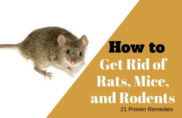 Home Remedies to Get Rid of Rats, Mice, and Rodent