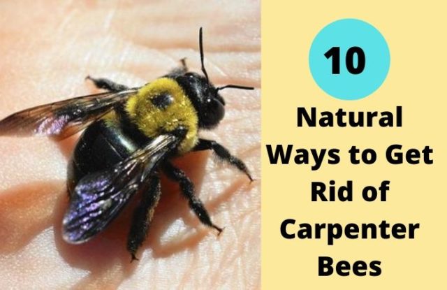 Natural Ways to Get Rid of Carpenter Bees