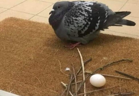 How to keep pigeons away